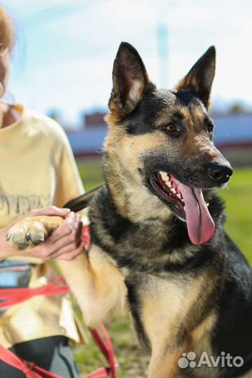 Собаки из приюта некрасовка