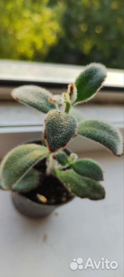 Толстянка, каланхоэ войлочное, папоротник