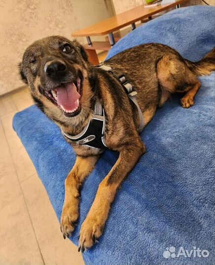 Собачка ищет дом