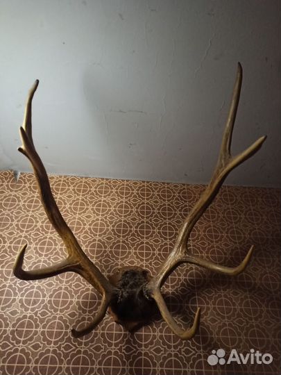 Продам рога оленя