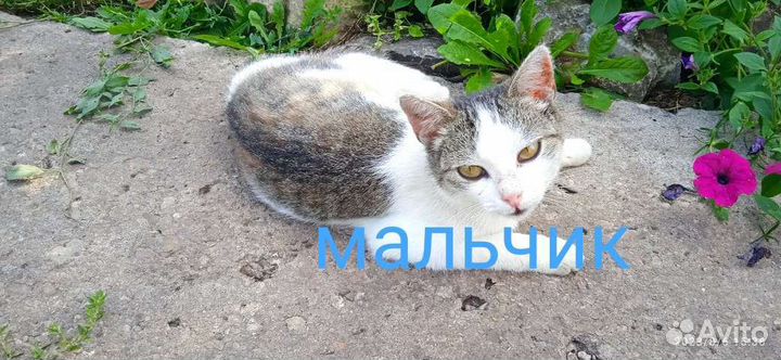 Котята в дар