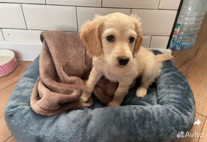 Лежанка для собак и кошек 50х40 серо-голубая