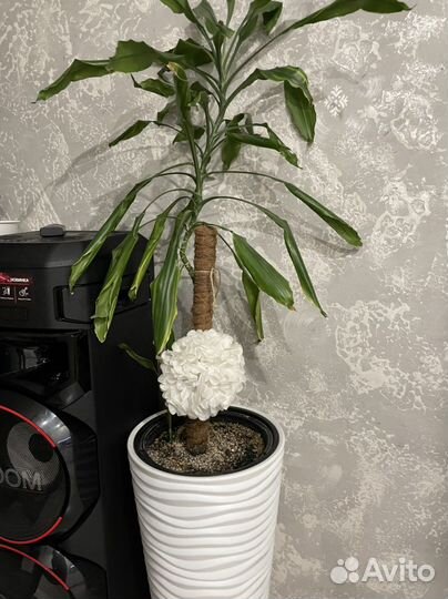 Пальма юкка