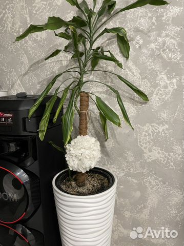 Пальма юкка