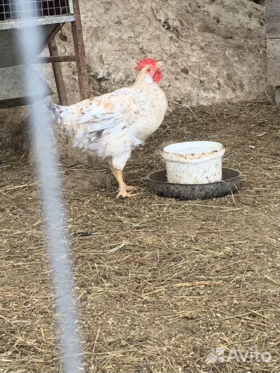 Молодые петушки