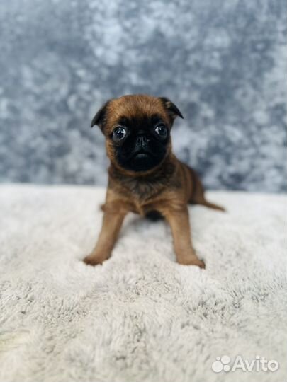 Пти брабансон