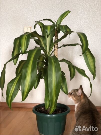 Драцена душистая пальма