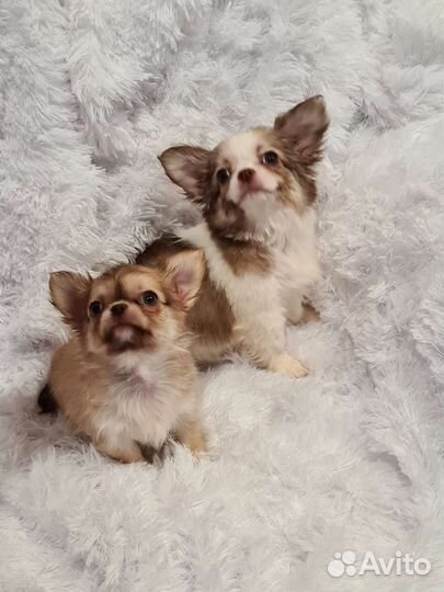 Чихуа хуа щенки