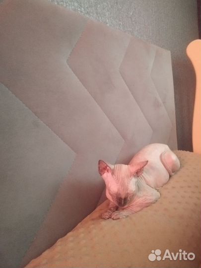 Котенок сфинкс