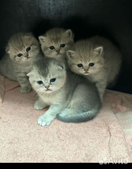 Шотландская