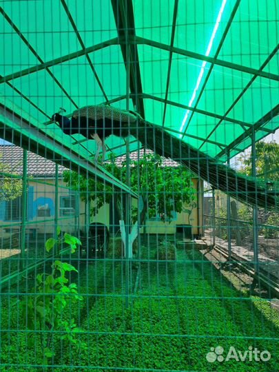 Инкубационное яйцо индийского павлина