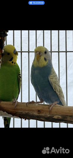 Волнистый попугай