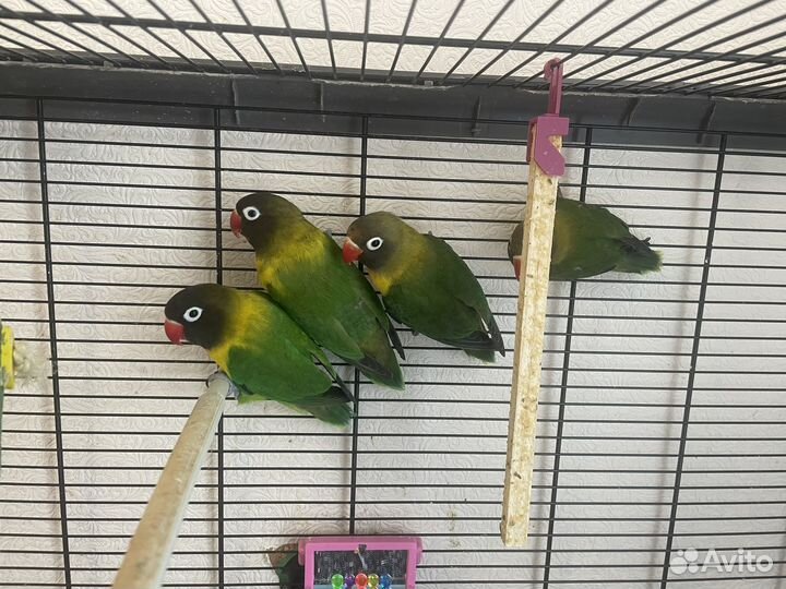 Попугаи неразлучники