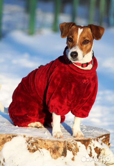 Одежда для собак