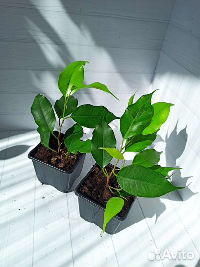 Укоренённые и свежесрезанные черенки фикуса