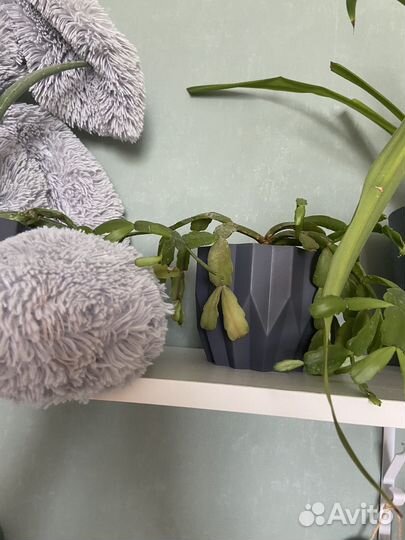 Комнатные растения цветы