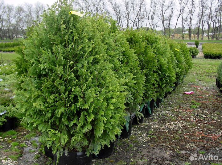 Туя для изгороди
