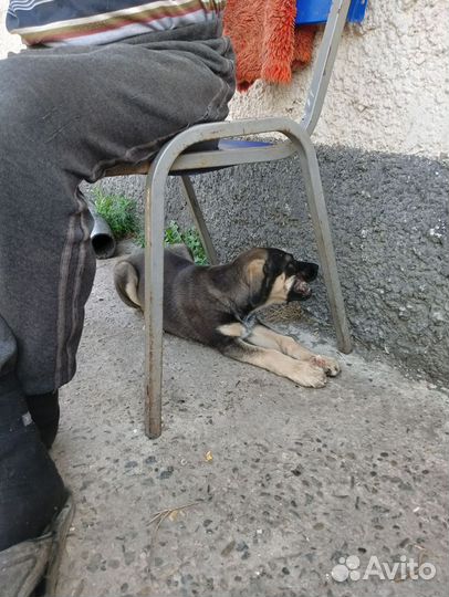 Мальчуган в поисках дома, щенок 3 мес