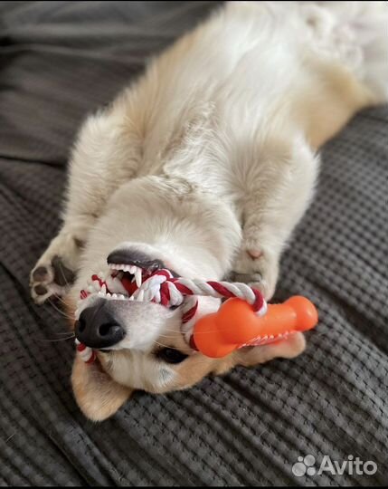 Вельш-корги пемброк вязка