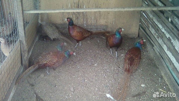 Фазаны охотничие