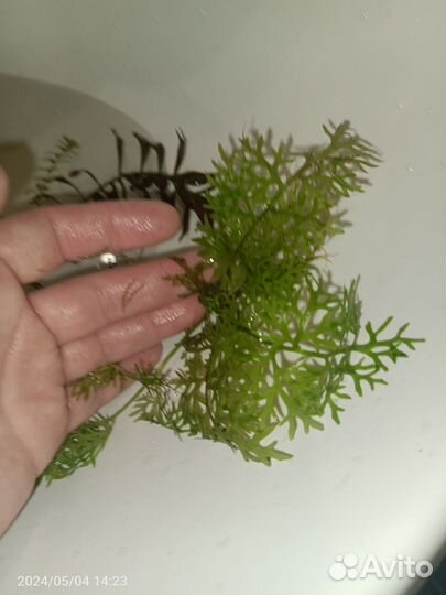 Растения для аквариума