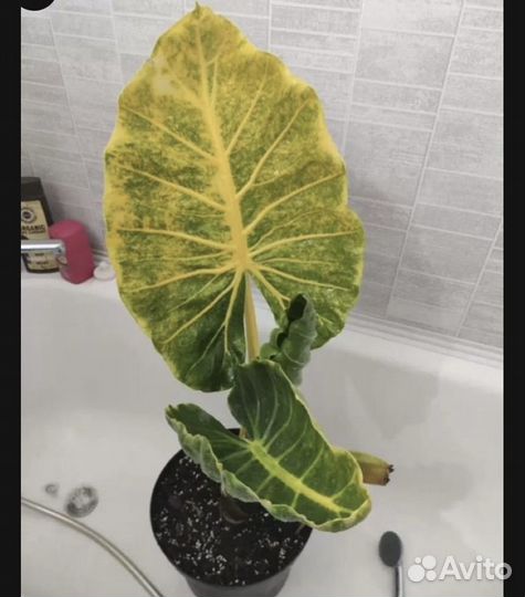 Алоказия принцесса юкатан