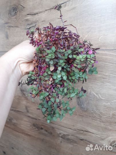 Каллизия Пинк леди, Бьянка, Грин