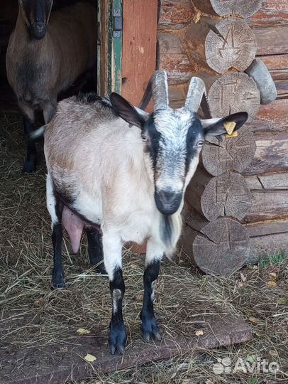 Альпийское стадо коз