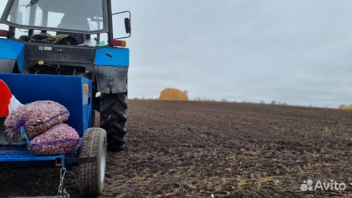 Фермерский чеснок озимый Любаша