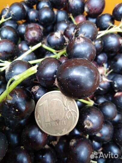 Черная смородина, саженцы, черенки