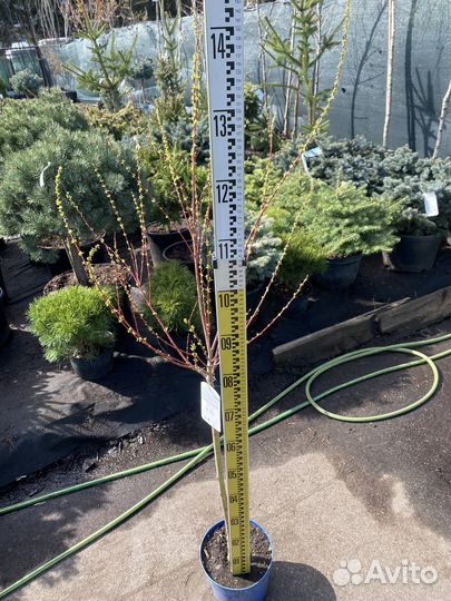 Ива хакуро нишики на штамбе