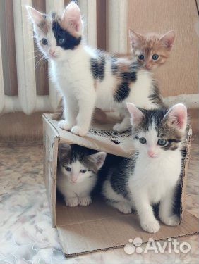 Котята мейн-кун метис