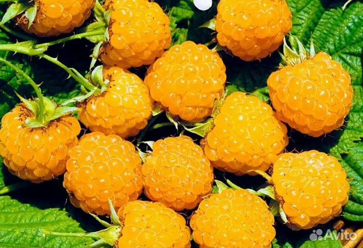 Саженцы жёлтой малины