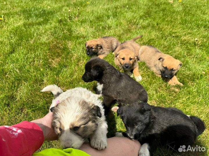 Собака в добрые руки отдам бесплатно