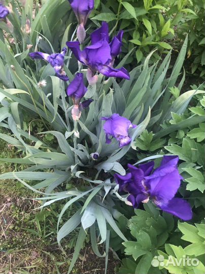 Цветы многолетники,Ирисы ''