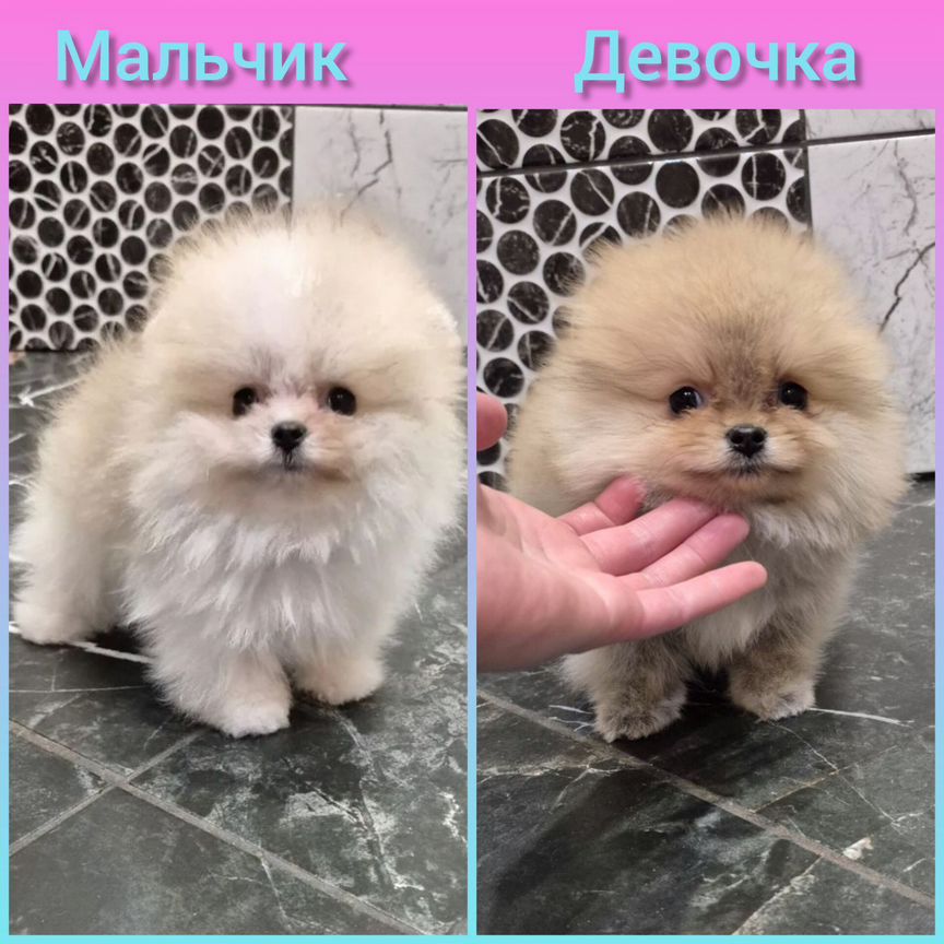 Померанский шпиц медвежьего типа