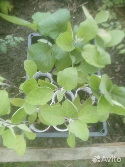 Продам баклажаны