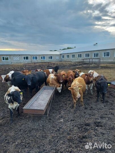 Бычки на откорм