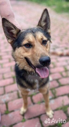 Молодой пёс в добрые руки