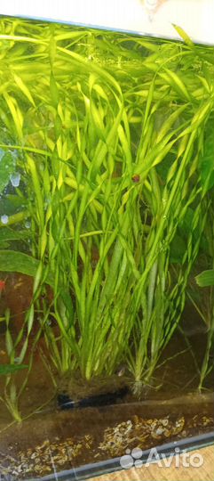 Валиснерия спиральная