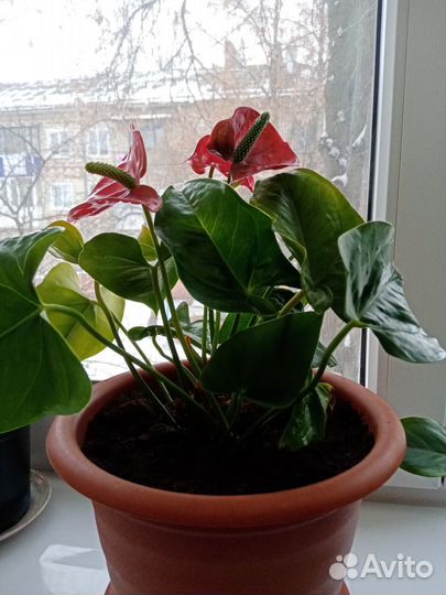 Продам отростки цветы комнатные