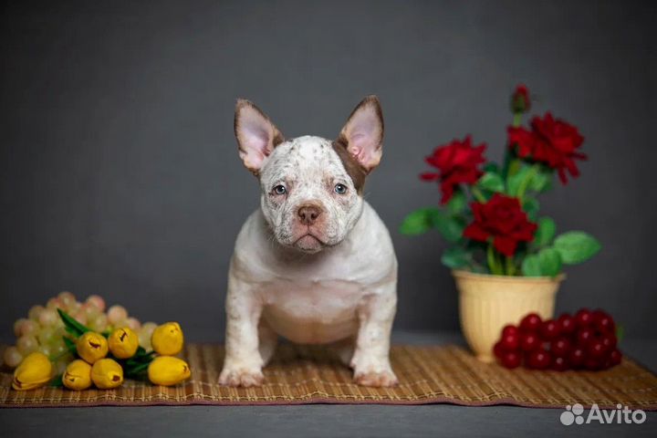 Булли Мини Пипини