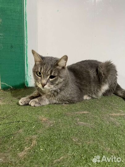 Кот в добрые руки