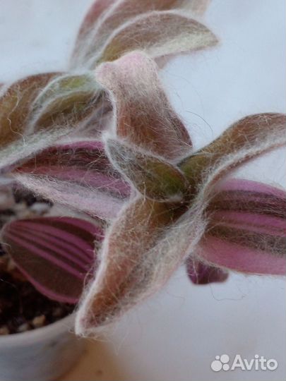 Цветок силламонтана вариегатная