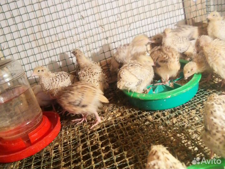 Перепела 2 недельные