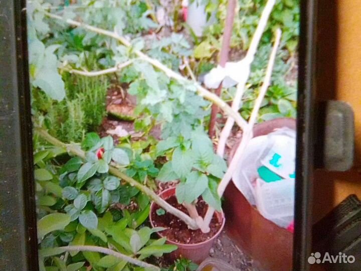 Комнатные цветы