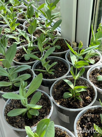 Эустома рассада