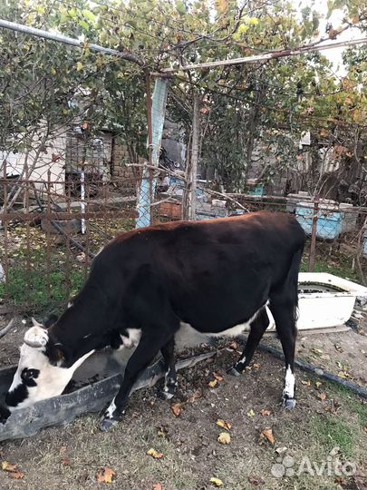 Корова телка