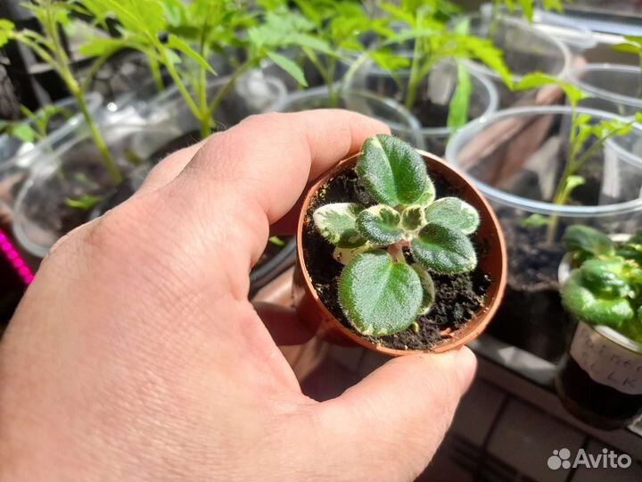 Сортовые фиалки mini