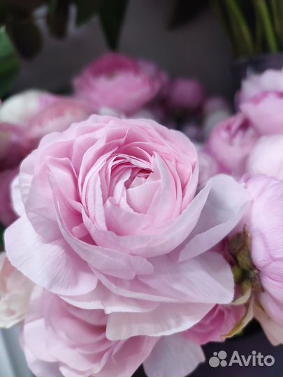 Букет розовых ранункулюсов